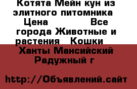 Котята Мейн-кун из элитного питомника › Цена ­ 20 000 - Все города Животные и растения » Кошки   . Ханты-Мансийский,Радужный г.